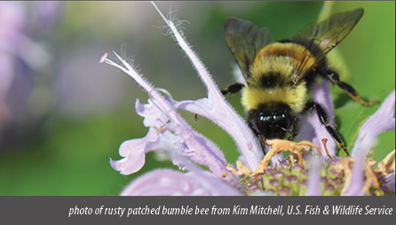 Picture of rusty patched bumble bee