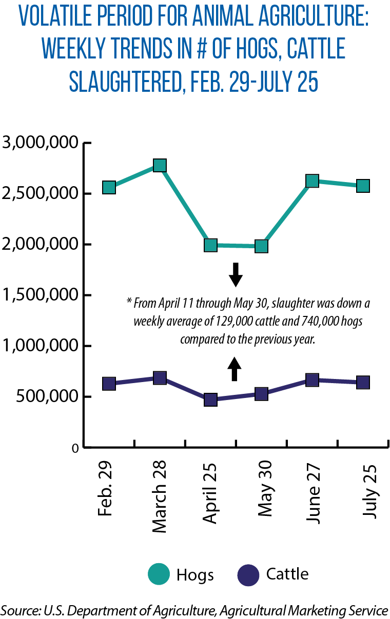 Number of hogs, cattle slaughtered during COVID-19 pandemic